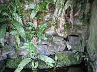 Holy Well at Tara