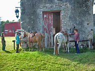 Visiting the horses at the hacienda