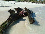 Log on a beach