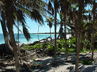 Palm trees on beach