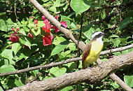 bird and flowers