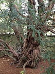 Ancient yew tree