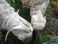 Sheep on Lewis