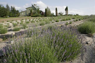 Lavender