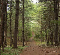 Path through woods near Mahone Bay Centre