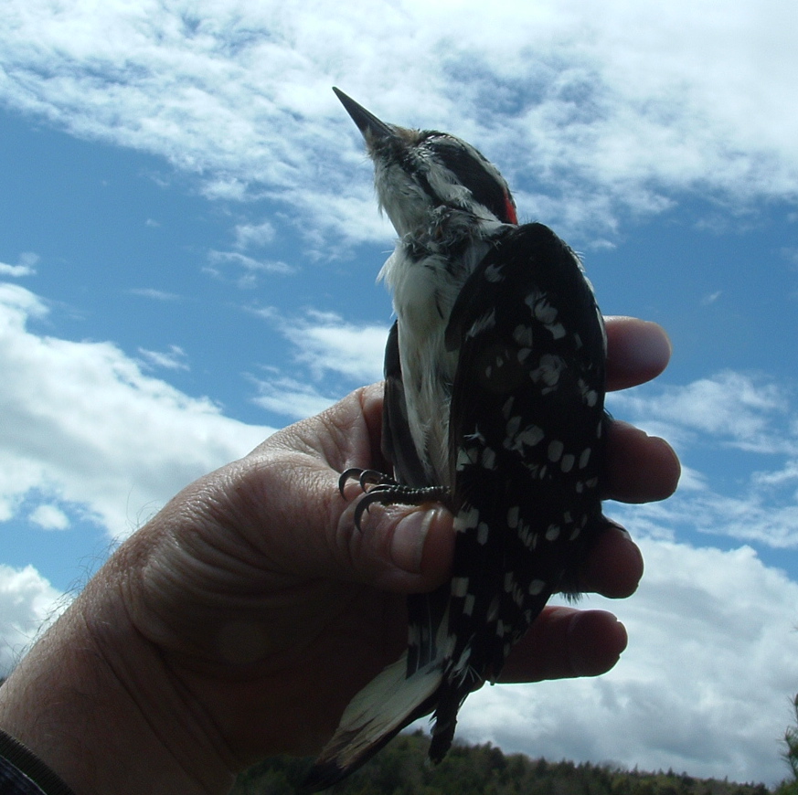 Woodpecker