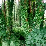 Forest on Achill Island