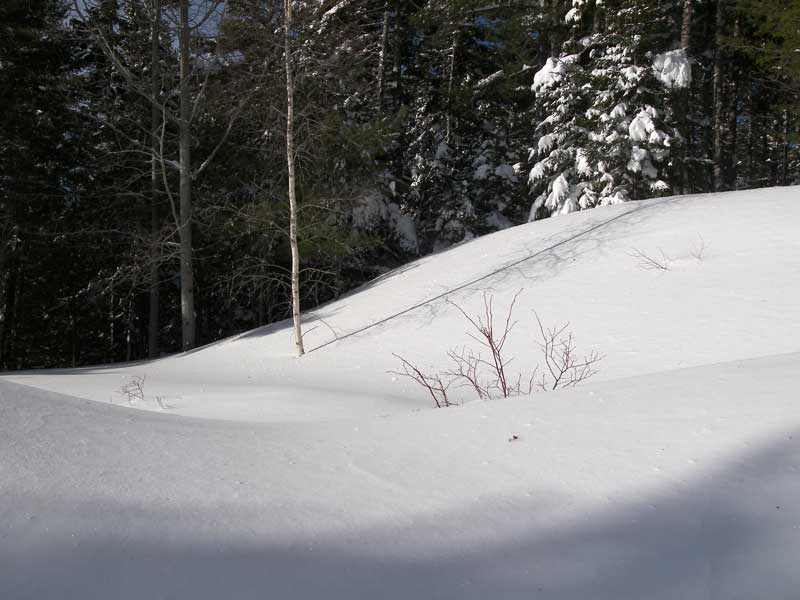 Fresh blanket of snow