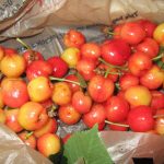 cherries