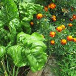 chard