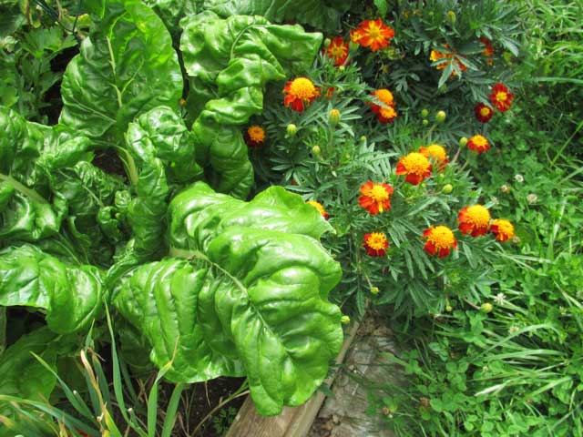 chard