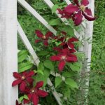 clematis
