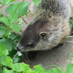 groundhog