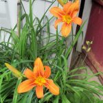 daylilies