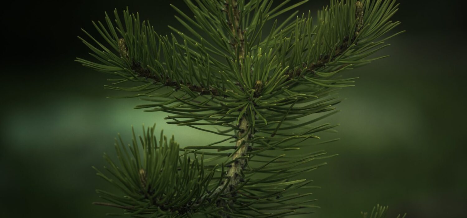 jake-weirick-hT8QXDiKJJw-unsplash